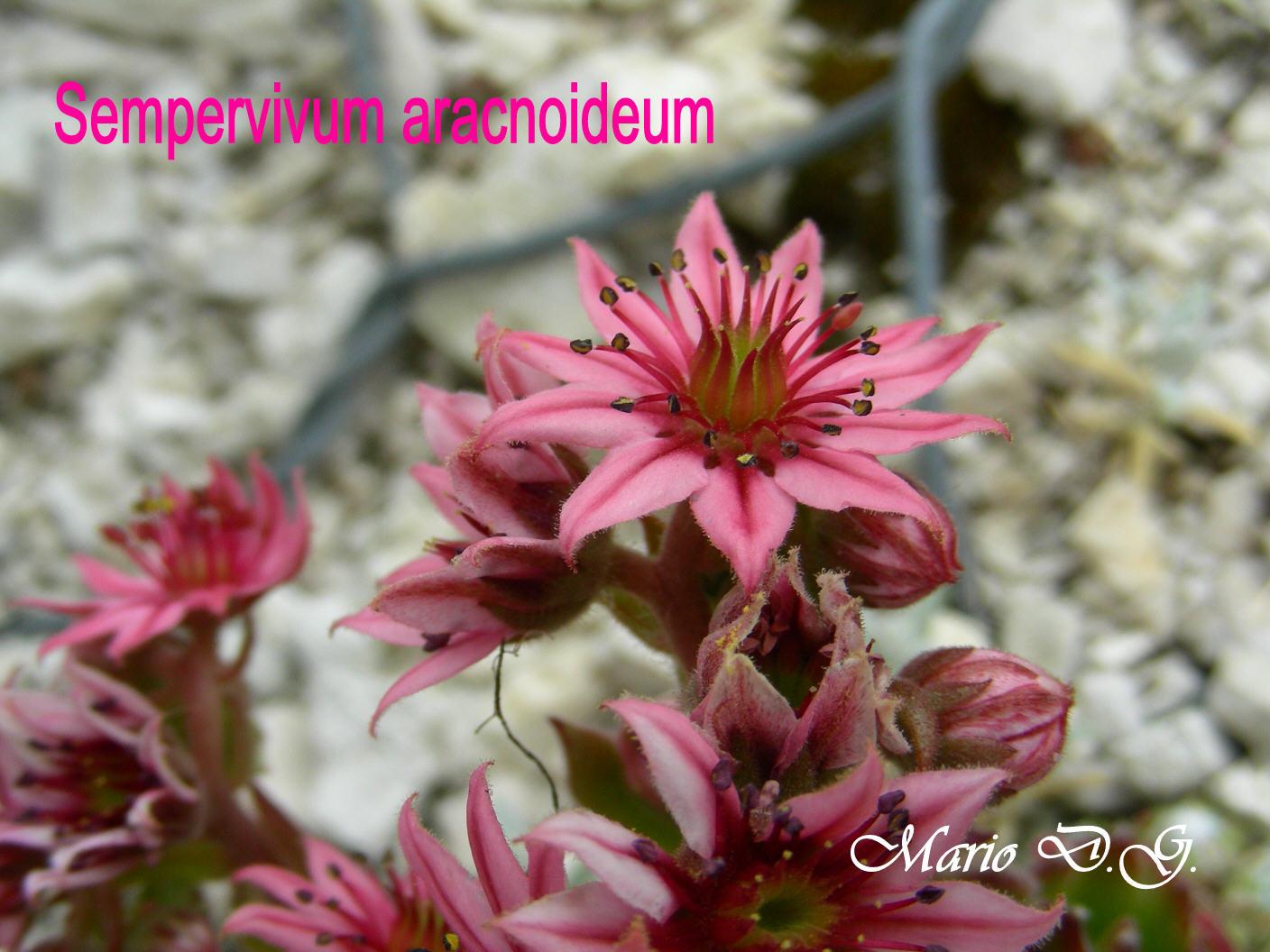 Sempervivum aracnoideum... sul Gran Sasso d''Abruzzo